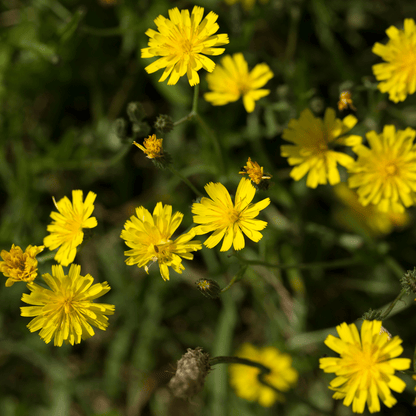HYTTEKOS vinstopper - ekte tørkede blomster og planter - Interiør KNASK