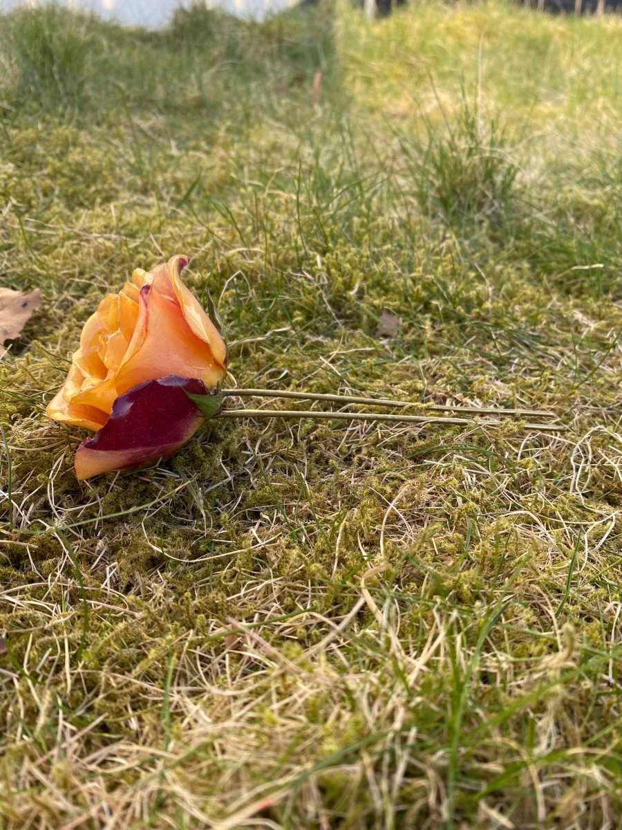 ILDROSE hårnål av ekte tørket blomst - Hårpynt KNASK
