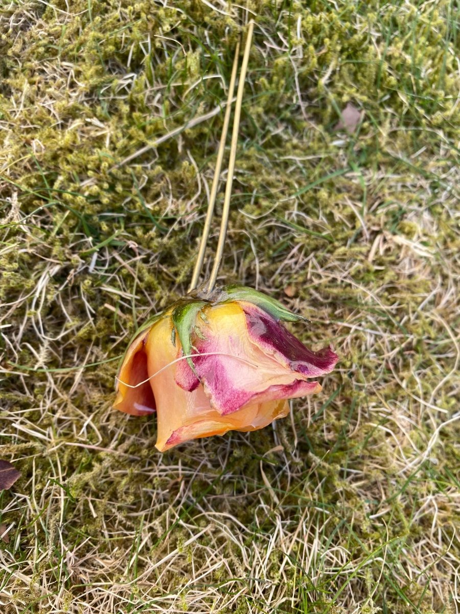 ILDROSE hårnål av ekte tørket blomst - Hårpynt KNASK