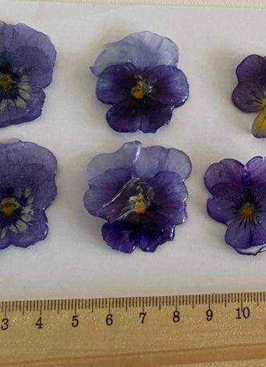 Indigo fioler øredobber, ekte stemorsblomst, 925 sølv ørekroker - KNASK