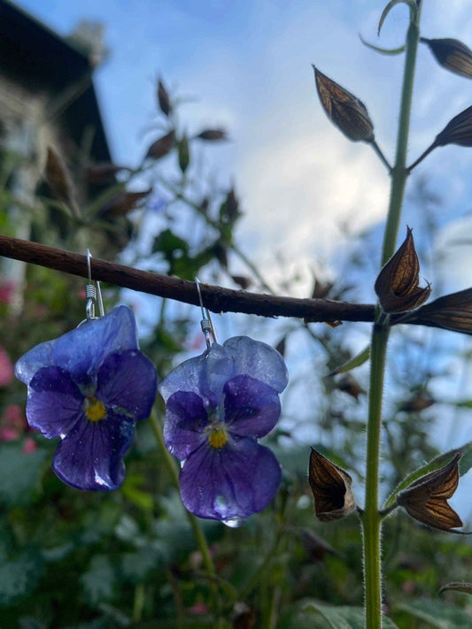 Indigo fioler øredobber, ekte stemorsblomst, 925 sølv ørekroker - KNASK