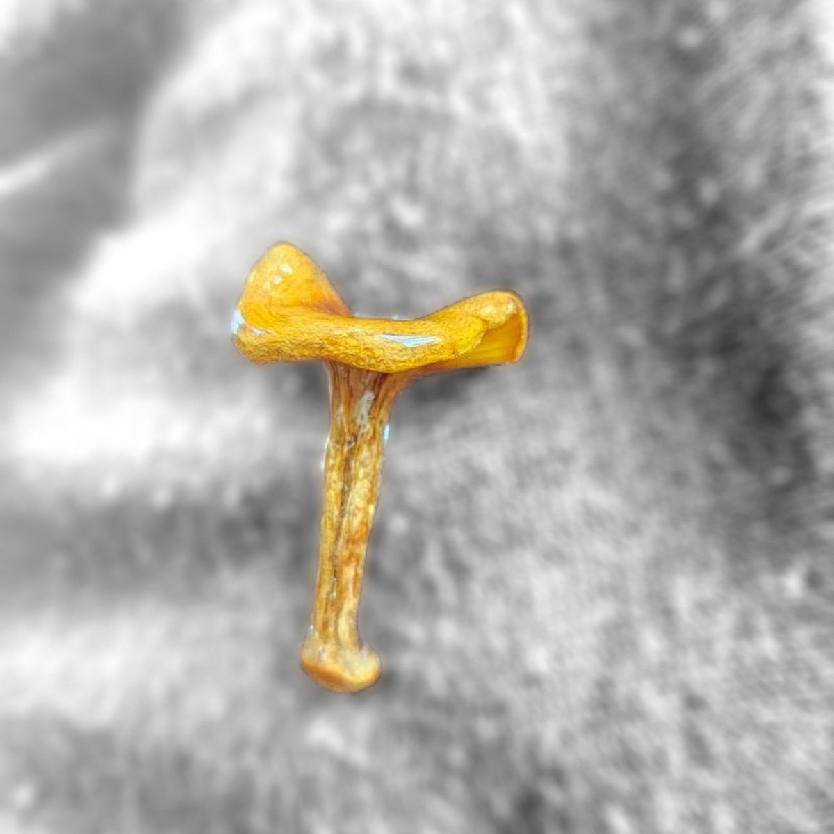 KANTARELL brosje, ekte 3D-tørket sopp, - KNASK