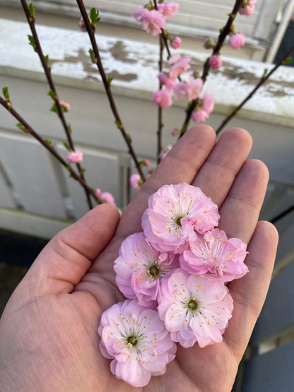 Kirsebær - blomst - KNASK