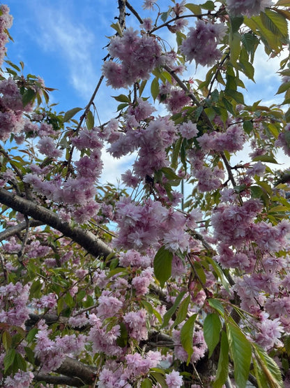 KIRSEBÆRBLOMST øredobber - ekte tørkede blomster, sølv, Sakura mini - Øredobber KNASK