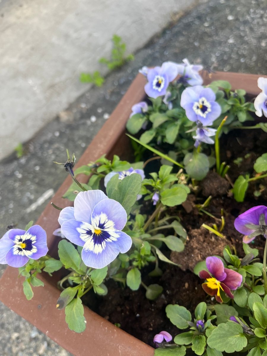 LAVENDELGRÅ fioler øredobber, 925 sølv ørekroker, ekte tørket stemorsblomst - Øredobber KNASK