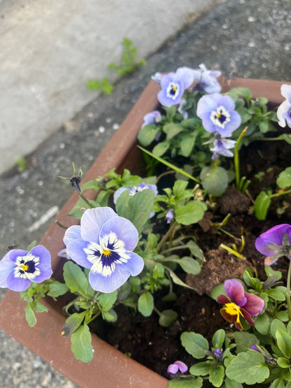 LAVENDELGRÅ fioler øredobber, 925 sølv ørekroker, ekte tørket stemorsblomst - Øredobber KNASK