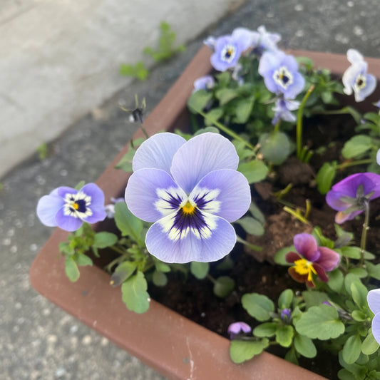 SINGLE LØV øredobber 🍃🍂🍁 design dine egne par — og spar! - KNASK