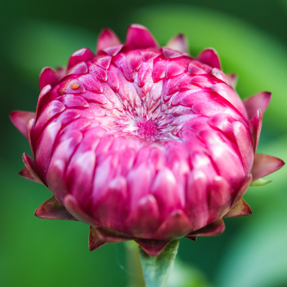 LILLA EVIGHETSBLOMST vinstopper, ekte tørket blomst - Interiør KNASK