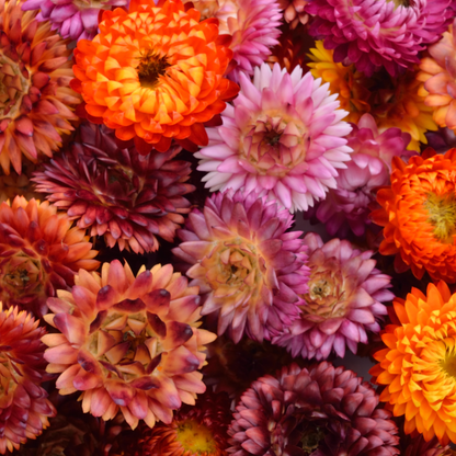 LILLA EVIGHETSBLOMST vinstopper, ekte tørket blomst - Interiør KNASK