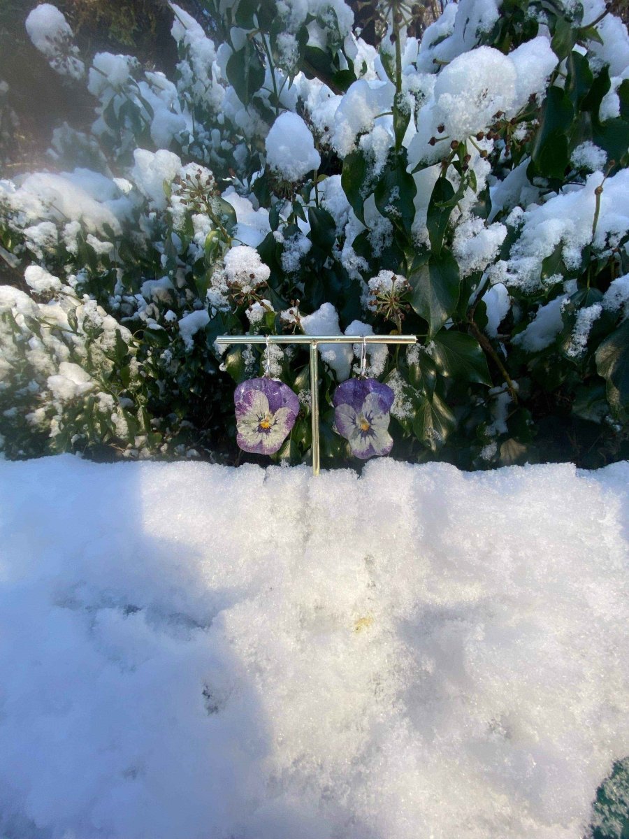 Lilla og hvite fiol-øredobber, ekte stemorsblomst, 925 sølv ørekroker - KNASK