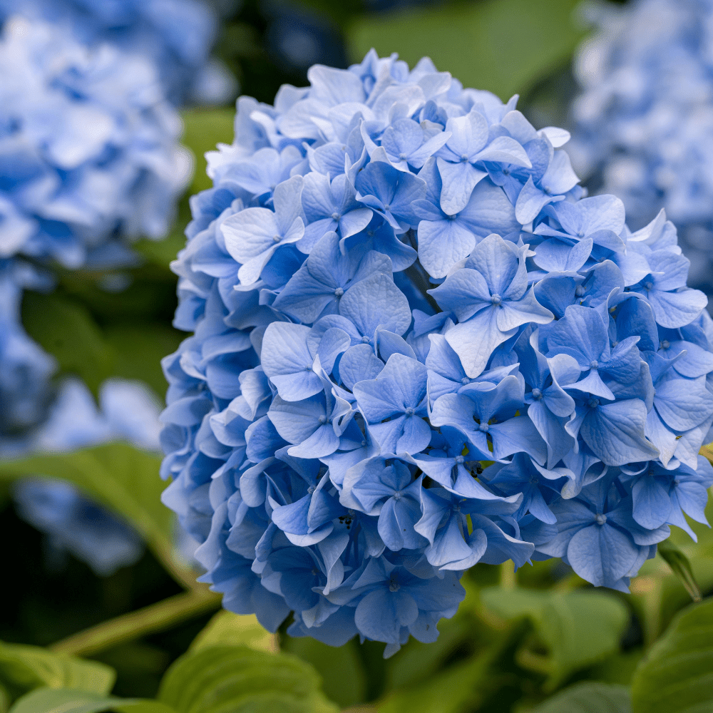 LYSEBLÅ HORTENSIA øredobber - ekte tørkede blomster - Øredobber KNASK