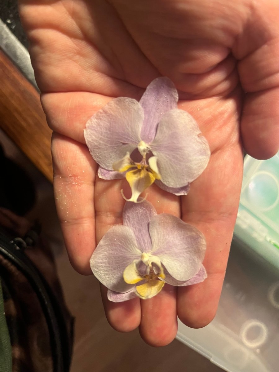 LYSEROSA ORKIDÉ øredobber - ekte tørket blomst - Øredobber KNASK