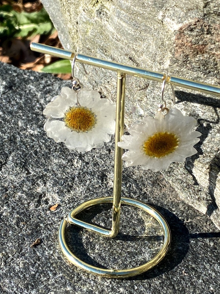 MARGERITT øredobber, 925 sølv ørekroker, ekte tørkede blomster - Øredobber KNASK