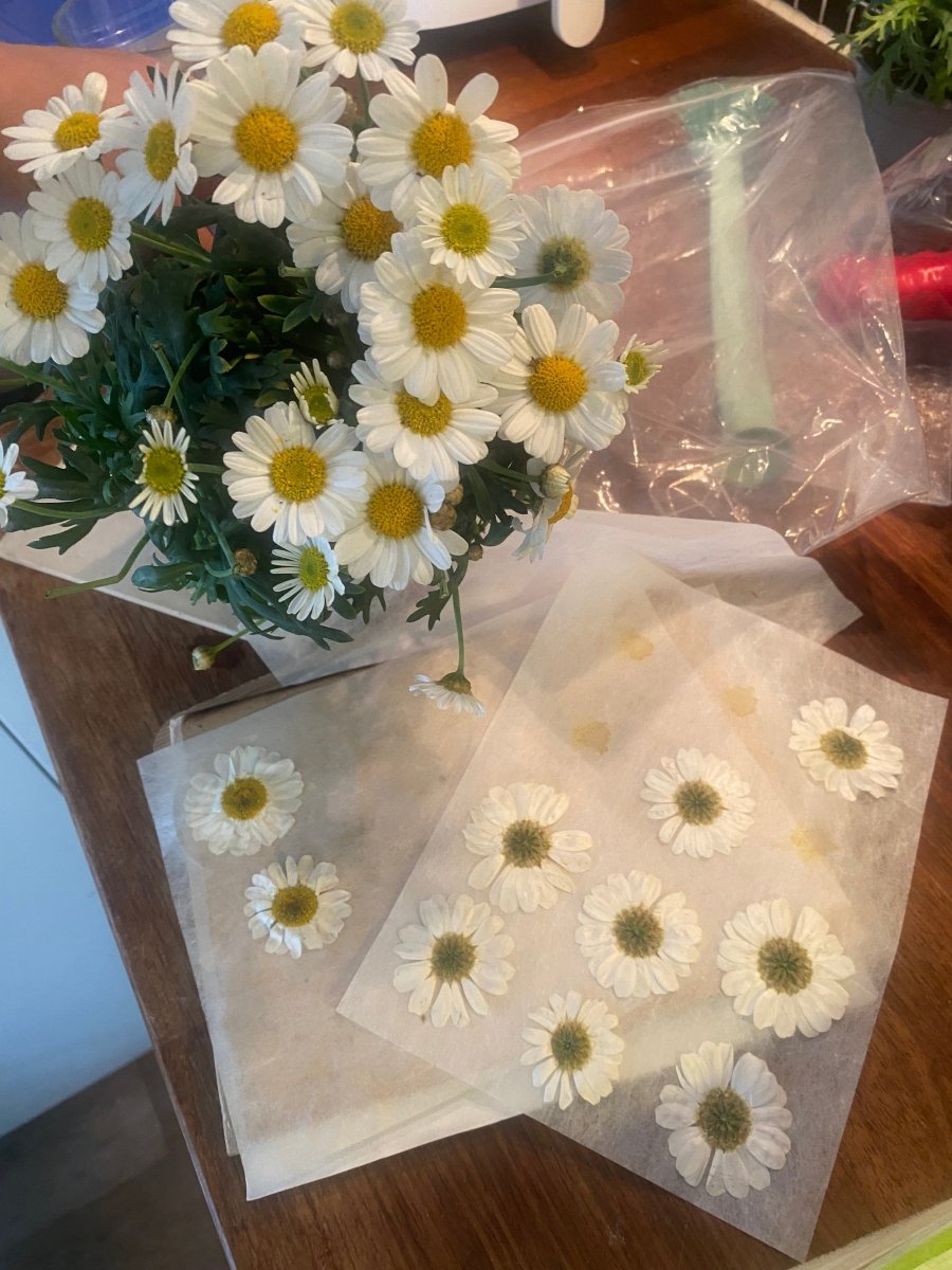 MARGERITT øredobber, 925 sølv ørekroker, ekte tørkede blomster - Øredobber KNASK