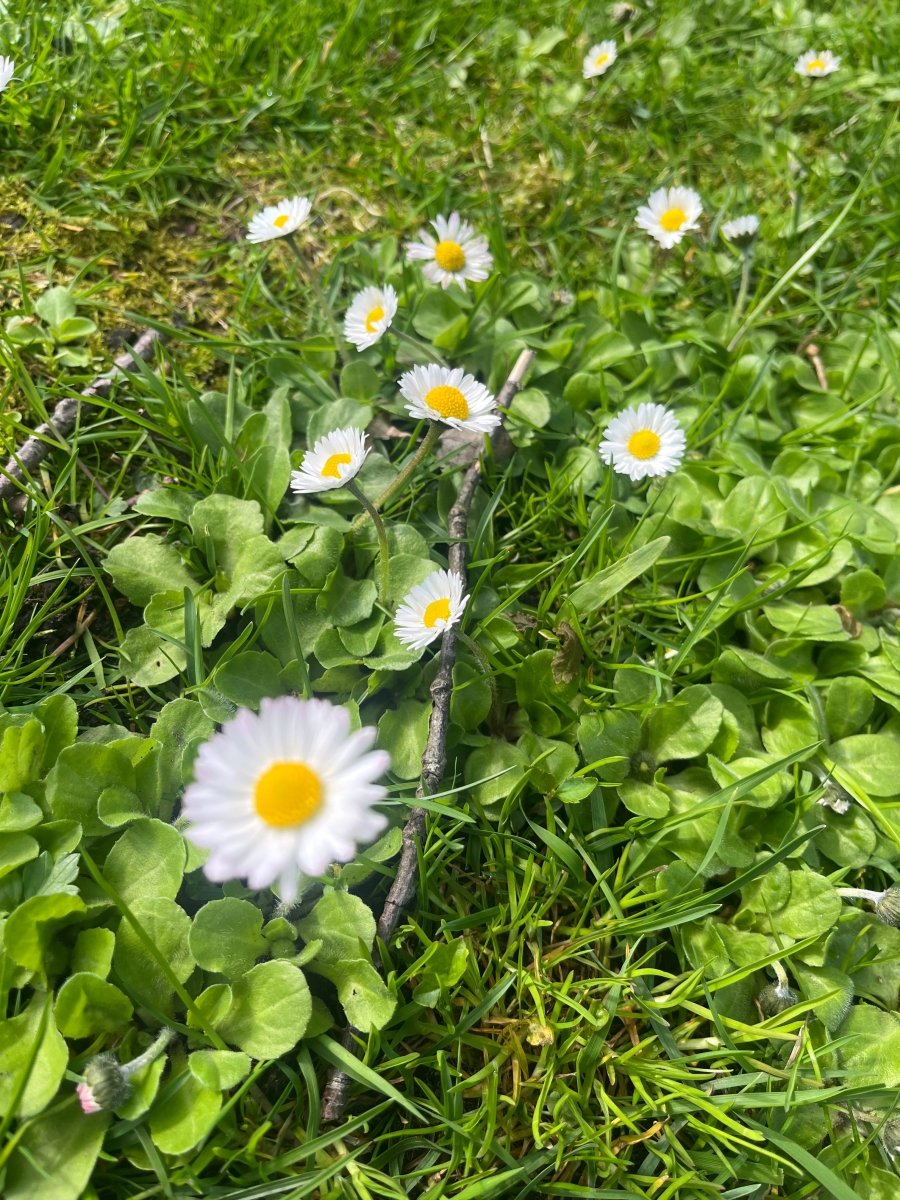 MARGERITT øredobber, 925 sølv ørekroker, ekte tørkede blomster - Øredobber KNASK
