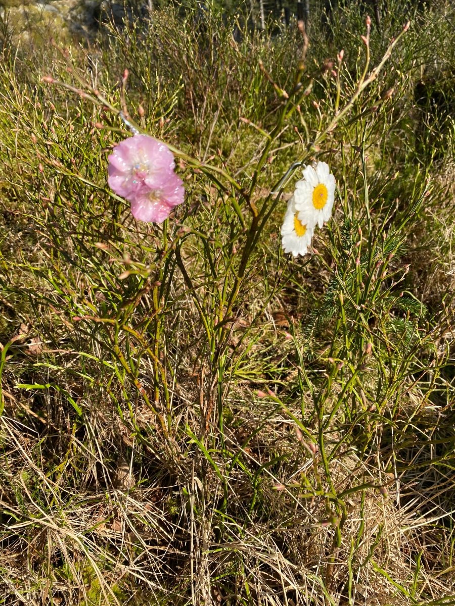 MARGERITT øredobber, 925 sølv ørekroker, ekte tørkede blomster - Øredobber KNASK