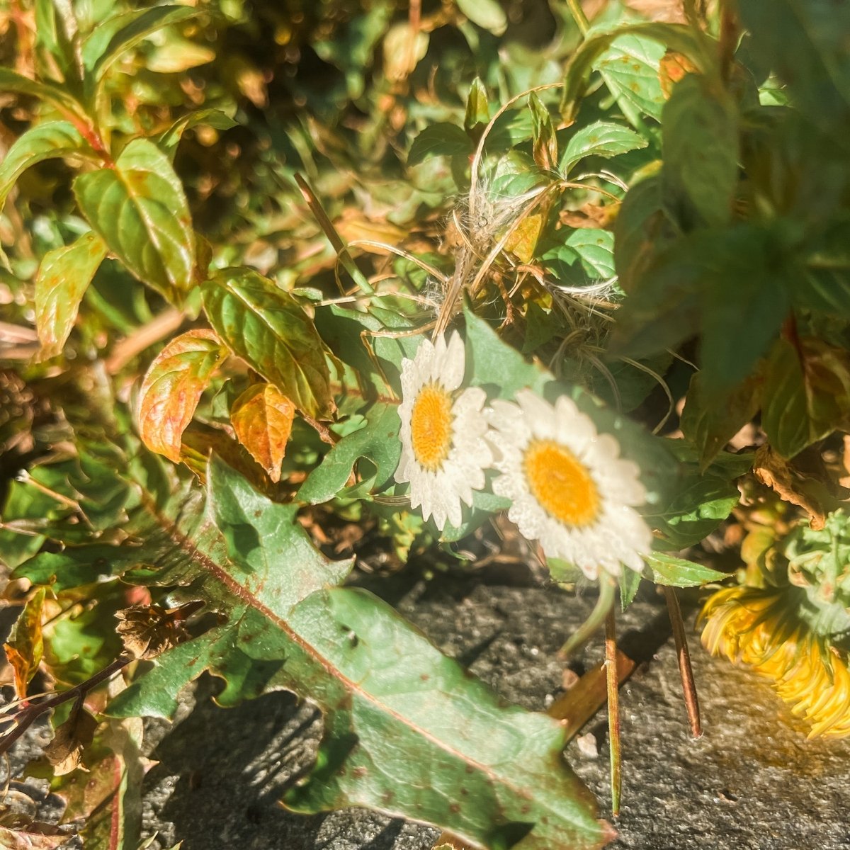 MARGERITT øredobber av ekte tørkede blomster, 925 sølv ørestift - Øredobber KNASK