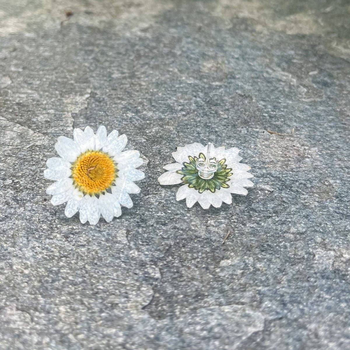 MARGERITT øredobber av ekte tørkede blomster, 925 sølv ørestift - Øredobber KNASK