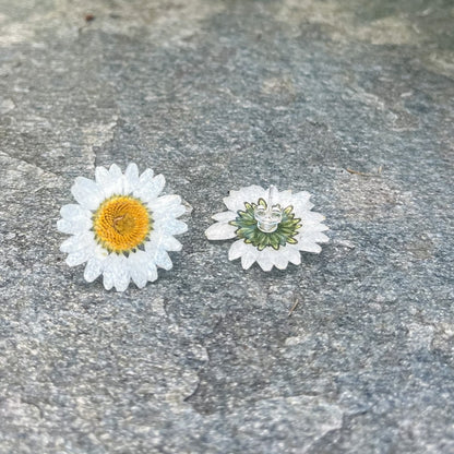 MARGERITT øredobber av ekte tørkede blomster, 925 sølv ørestift - Øredobber KNASK