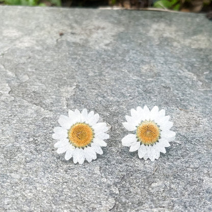 MARGERITT øredobber av ekte tørkede blomster, 925 sølv ørestift - Øredobber KNASK