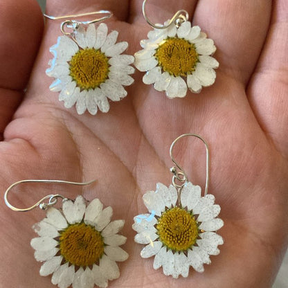 MARGERITT øredobber - ekte tørkede blomster - Øredobber KNASK