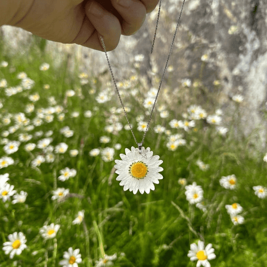 MARGERITT smykke - ekte tørket blomst - Smykke KNASK