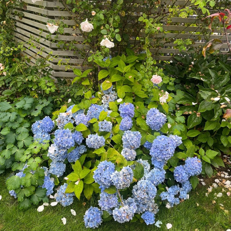 MIN LILLE HAGE kolleksjon - KNASK
