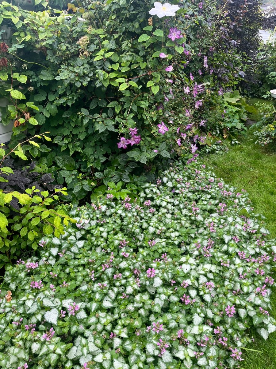 MIN LILLE HAGE kolleksjon - KNASK