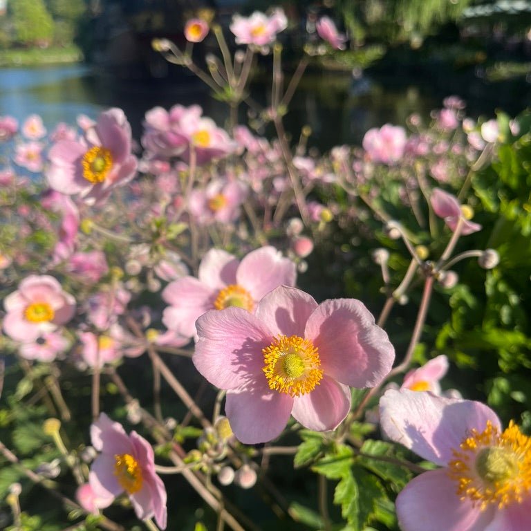 MIN LILLE HAGE ring - ekte tørket blomst, forsølvet - Ringer KNASK