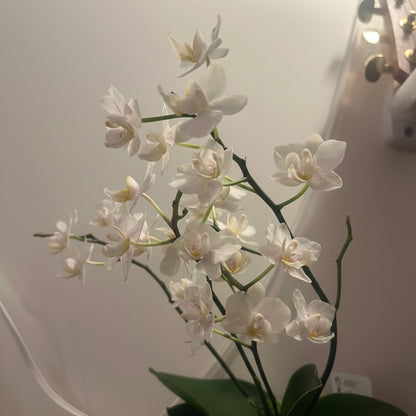 MINIATYR ORKIDÉ øredobber - ekte tørkede blomster - Øredobber KNASK