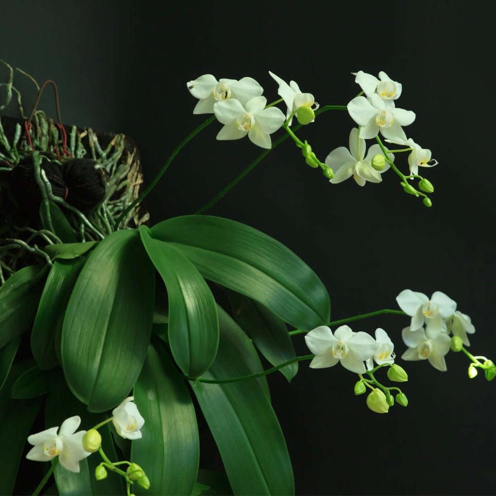 MINIATYR ORKIDÉ øredobber - ekte tørkede blomster - Øredobber KNASK