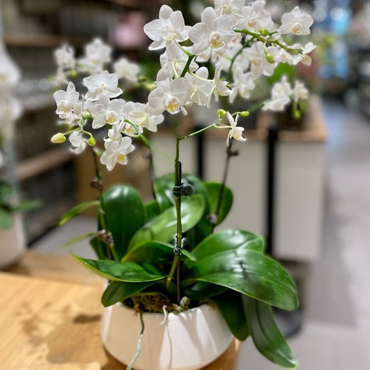 MINIATYR ORKIDÉ øredobber - ekte tørkede blomster - Øredobber KNASK