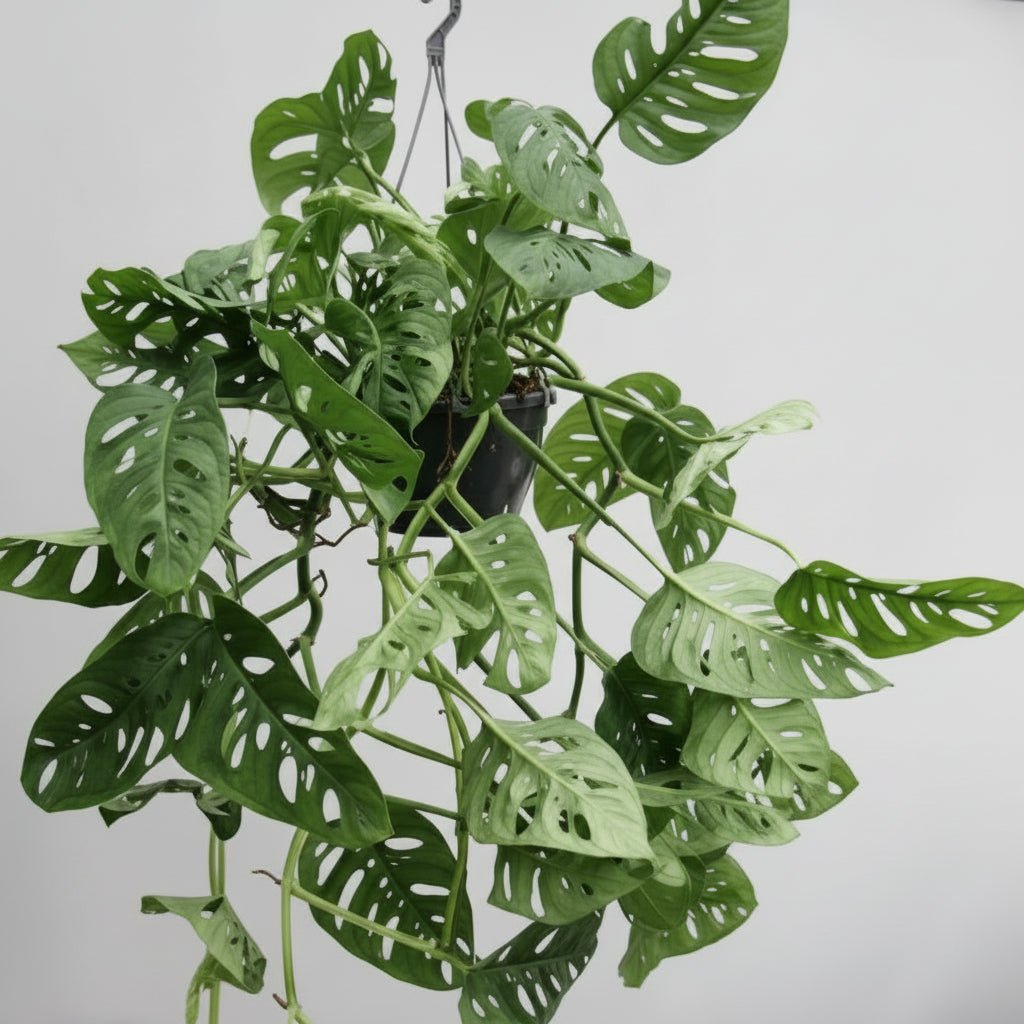 MONSTERA Monkey Leaf smykke - ekte tørket blad - Smykke KNASK