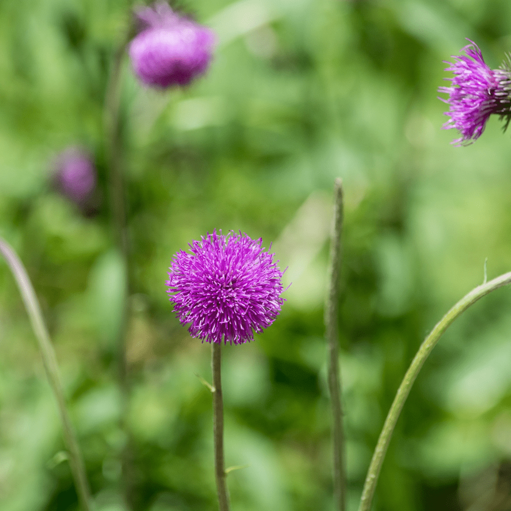 MØRKKNOPPURT - KNASK