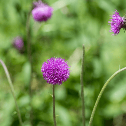 MØRKKNOPPURT - KNASK