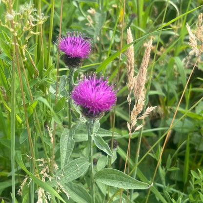 MØRKKNOPPURT - KNASK