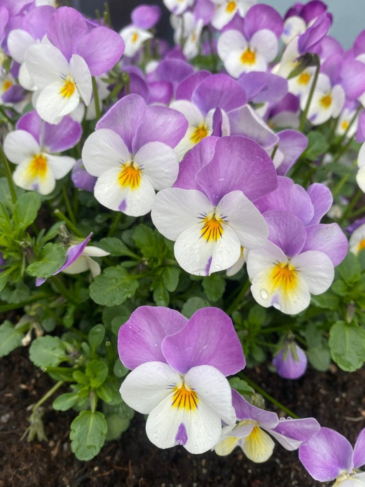 NATT OG DAG blomstersmykke, tørket stemorsblomst, 925 sølvkjede - KNASK