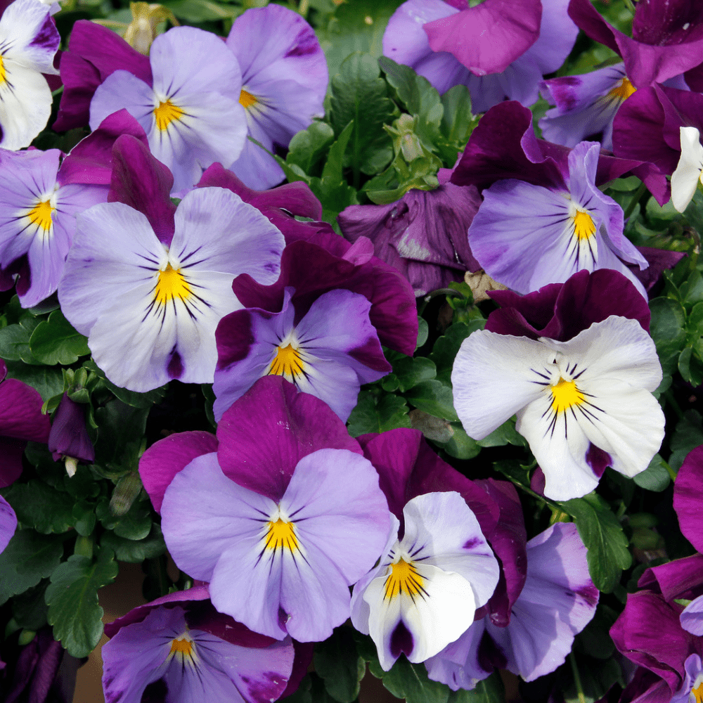 NORDLYS FIOL blomstersmykke, 3D, ekte tørket stemorsblomst, 925 sølvkjede - Smykke KNASK