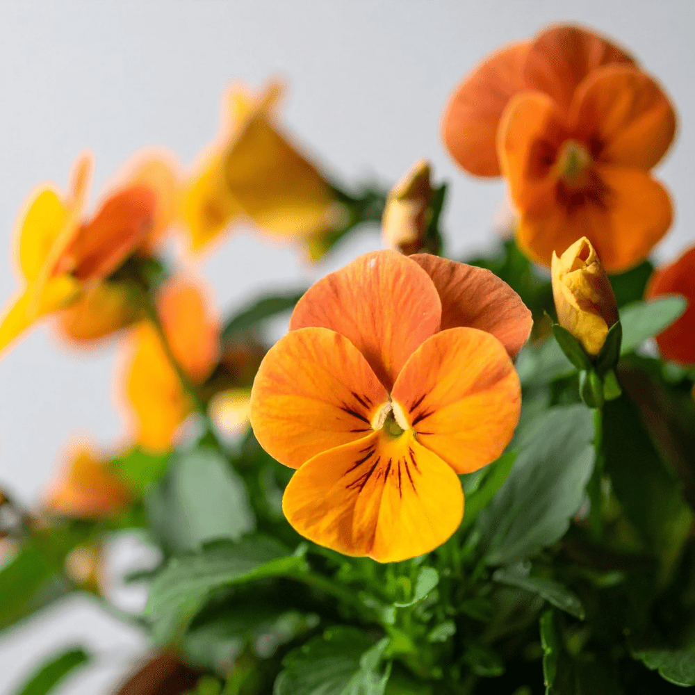 ORANGE FIOL blomstersmykke, 3D - tørket stemorsblomst, 925 sølvkjede - Smykke KNASK