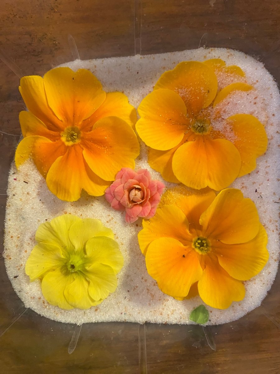 ORANGE PRIMLE smykke - ekte tørket blomst, Primula - Smykke KNASK