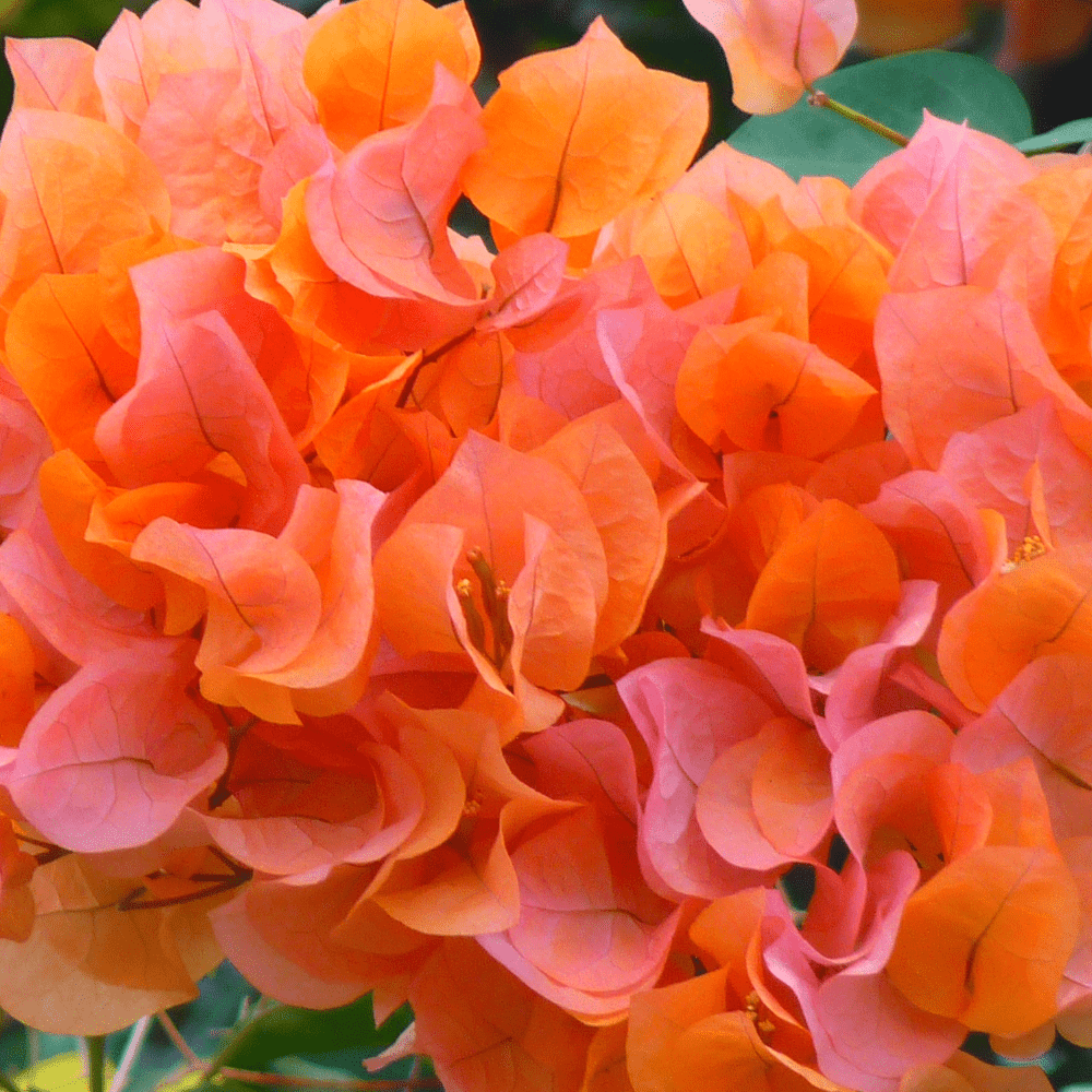 ORANGE TRILLINGBLOMST øredobber - Øredobber KNASK