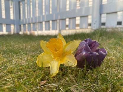 PÅSKELILJE hårnål av ekte tørket blomst - Hårpynt KNASK