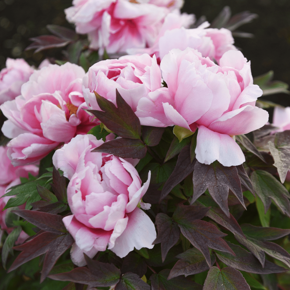 PEON HÅRNÅL - ekte tørket blomst - Hårpynt KNASK