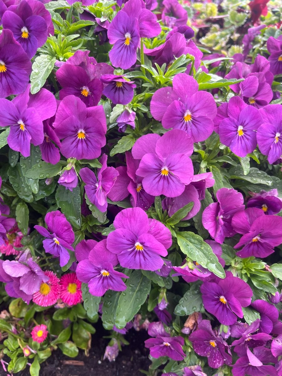 PLOMME - LILLA FIOLER øredobber, 3D - tørket stemorsblomst, sølv ørekroker - Øredobber KNASK