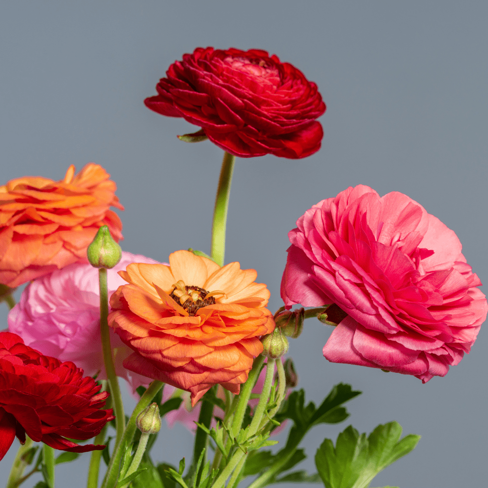 RANUNKEL hårspenne - ekte tørket blomst, krokodilleklemme - Hårpynt KNASK