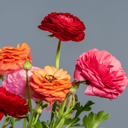 RANUNKEL hårspenne - ekte tørket blomst, krokodilleklemme - Hårpynt KNASK