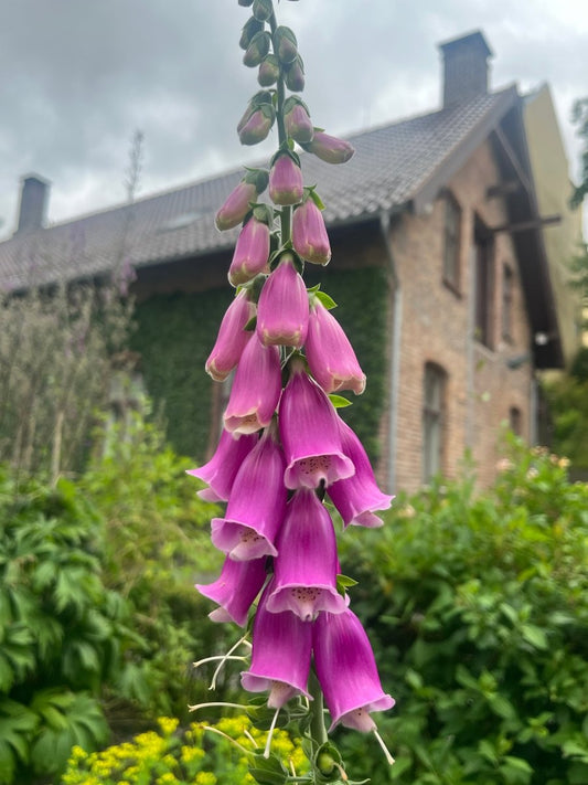 REVEBJELLE blomstersmykke, 3D sølvkjede - Smykke KNASK