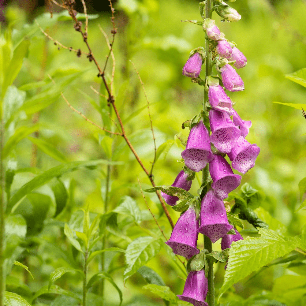 REVEBJELLER øredobber, 3D - tørkede blomster, 925 sølv - Øredobber KNASK