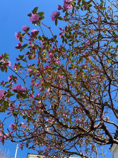 Rhododendron 🌸 - KNASK