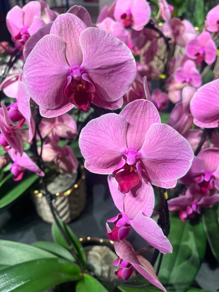 ROSA ORKIDÉ - KNASK